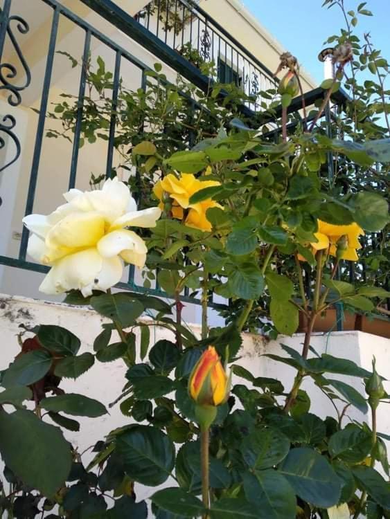فيلا Rosegarden سامي المظهر الخارجي الصورة
