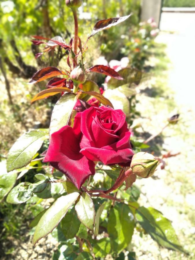 فيلا Rosegarden سامي المظهر الخارجي الصورة